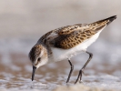 Νανοσκαλιδρα / Little Stint (Calidris minuta) (S. Mills) 