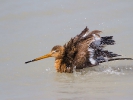 Λιμόζα / Black-tailed Godwit (Limosa limosa) (S. Mills) 