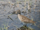 Λασπότρυγγας / Wood Sandpiper (Tringa glareola) (Y. Gasteratos)
