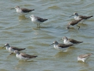 Βαλτότρυγγας / Marsh Sandpiper (Tringa stagnatillis) (E. Stets)