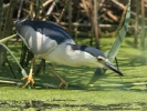 Νυχτοκόρακας / Night Heron (Nycticorax nycticorax) (K. Panagiotidis)