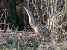 Ήταυρος / Bittern (Botaurus stellaris) (E. Stets)