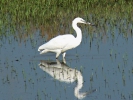 Λευκοτσικνιάς / Little Egret (Egretta garzetta) (E. Stets)