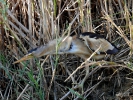 Μικροτσικνιάς / Little Bittern (Ixobrychus minutus) (E. Stets)