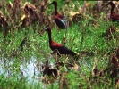 Χαλκόκοτα / Glossy Ibis (Plegadis falcinellus) (A. Athanasiadis)