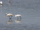 Χουλιαρομύτα / Spoonbill (Platalea leucorodia) (A. Athanasiadis)