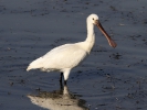Χουλιαρομύτα / Spoonbill (Platalea leucorodia) (L. Stavrakas)