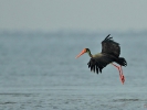 Μαυροπελαργός / Black Stork (Ciconia nigra) (C. Vlahos)