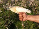 Δακτυλίωση πουλιού, Δέλτα Έβρου 2011 / Ringing bird Evros Delta 2011 (E. Stets )