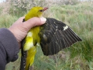 Δακτυλίωση πουλιού, Δέλτα Έβρου 2011 / Ringing bird Evros Delta 2011 (E. Stets )
