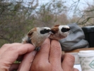 Δακτυλίωση πουλιού, Δέλτα Έβρου 2011 / Ringing bird Evros Delta 2011 (E. Stets )