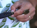 Δακτυλίωση πουλιού, Δέλτα Έβρου 2012 / Ringing bird Evros Delta 2012 (Κ.Παναγιωτίδης)