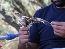 Δακτυλίωση πουλιού, Δέλτα Έβρου 2012 / Ringing bird Evros Delta 2012 (Κ.Παναγιωτίδης)