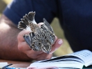 Δακτυλίωση πουλιού, Δέλτα Έβρου 2012 / Ringing bird Evros Delta 2012 (Κ.Παναγιωτίδης)