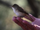 Δακτυλίωση πουλιού, Δέλτα Έβρου 2012 / Ringing bird Evros Delta 2012 (Κ.Παναγιωτίδης)
