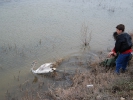 Εκπαιδευτική επίσκεψη - Απελευθέρωση κύκνων / Educational visit - Release of rehabilitated swans (E. Makrigianni) 
