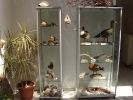 Εκθέματα πουλιών / Βird exhibits (Μ. Angelidis)