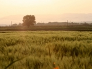 Καλλιέργια χωραφιών / Farming (Y. Gasteratos)