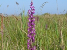 Ορχιδέα / Orchid (E. Stets)