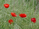 Παπαρούνες / Poppies (E. Stets)