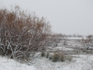 Snowy landscape