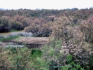 Πλημμυρίζουσα Zώνη / Flooded zone (A. Athanasiadis)