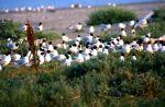 Larus-melanocephalus---17