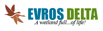 en