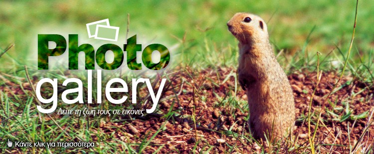 Photo gallery