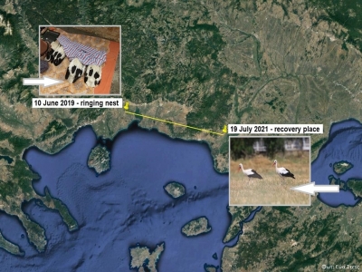 Recovery of a ringed White Stork in Feres