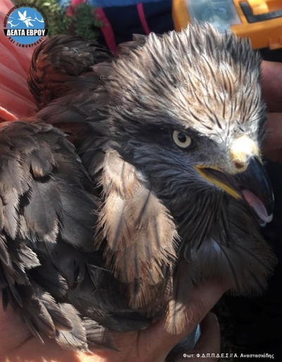 SATELLITE TRASMITTER ON A BLACK KITE