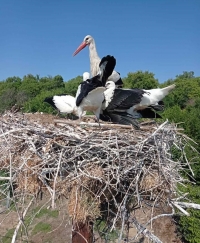 White Stork ringing in Lagina, Evros