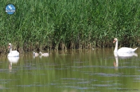 Bird breedings in the Evros Delta