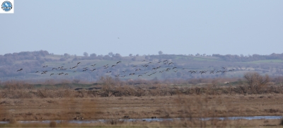 The Lesser White-fronted Geese again in the Delta!
