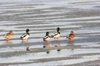 Winter Observations…