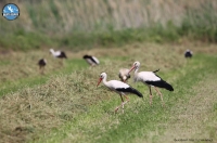 18th Annual Meeting of the ''European Stork Villages'' Networκ