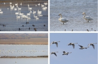 The number of Bewick’s Swans in the Evros Delta is increasing