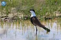 New Greek record of Spur – winged Lapwings in the Evros Delta