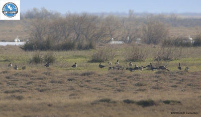 From Kerkini again in the Evros Delta!
