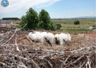 White Stork ringing, summer 2021 White Stork ringing, summer 2021
