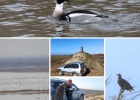 The 2023 Mid-Winter Counts in Evros Delta The 2023 Mid-Winter Counts in Evros Delta