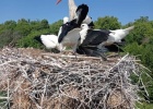 White Stork ringing in Lagina, Evros White Stork ringing in Lagina, Evros