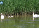 Bird breedings in the Evros Delta Bird breedings in the Evros Delta