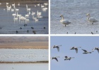 The number of Bewick’s Swans in the Evros Delta is increasing The number of Bewick’s Swans in the Evros Delta is increasing