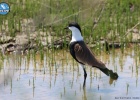 New Greek record of Spur – winged Lapwings in the Evros Delta New Greek record of Spur – winged Lapwings in the Evros Delta