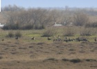From Kerkini again in the Evros Delta! From Kerkini again in the Evros Delta!
